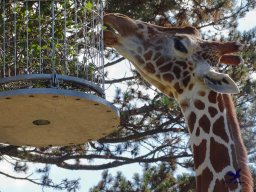 Tiergarten Schönbrunn am 03.10.2025